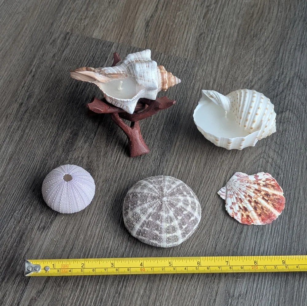 Candles Coastal Shell Set (2), Scallop Shell, Sea Urchins & Wooden Stand - Picture 6 of 7